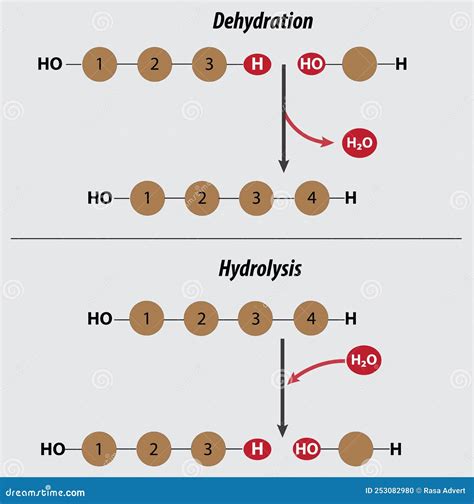 Dehydration And Hydrolysis Reactions Mnemonic Vector Illustration