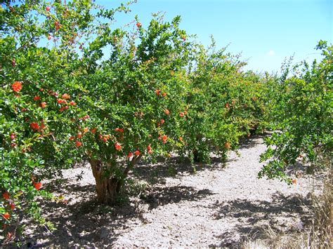 El Cultivo De La Granada Y Sus Beneficios