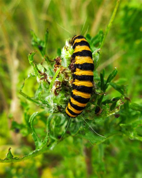 striped caterpillar by DarkSoulUK on DeviantArt