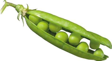 Peas In A Pod Png Image Purepng Free Transparent Cc Png Image Library