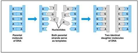 DNA Replication [11] | Download Scientific Diagram