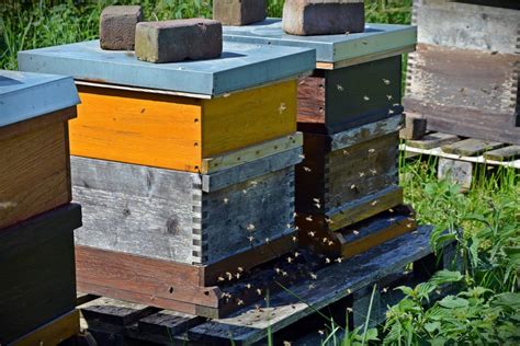 How To Choose The Best Type Of Beehive Complete Beehives