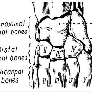 Bones of the carpus, metacarpus, and phalanges of a dog. (A) Dorsal... | Download Scientific Diagram