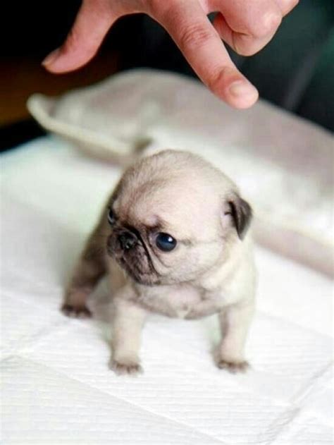 Tiniest Puppy Ever Amazing Amimals Pinterest