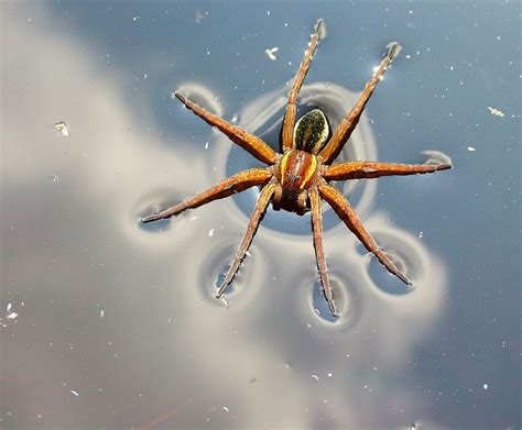 Water Spider Raft Spider Taken At Whixall Moss Shropshi… Flickr