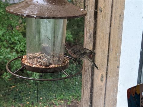 Juvenile Female Cardinal? Virginia USA : r/whatsthisbird