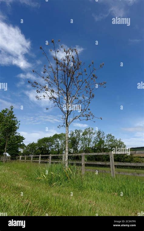 Ash tree disease hi-res stock photography and images - Alamy