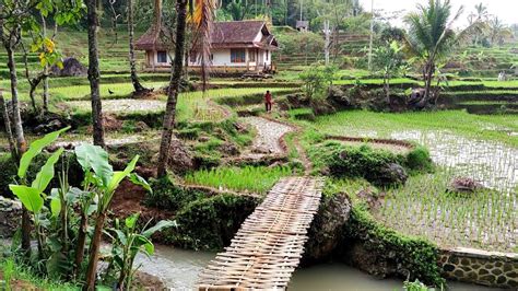 Satu Rumah Di Tengah Sawah Sejuk Bikin Betah Ngabuburit Cigamreng