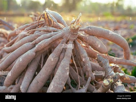 Cassava Roots Sustainable Agriculture Cassava Root In Tropical