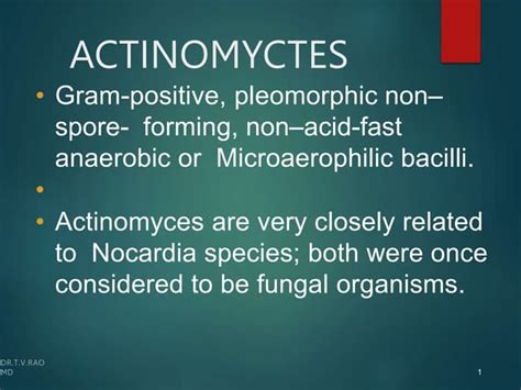 Actinomycetes | PPT