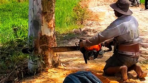 Amazing Skill Tree Felling Down Videos Cut Down Many Trees Near The Canal With Sawing