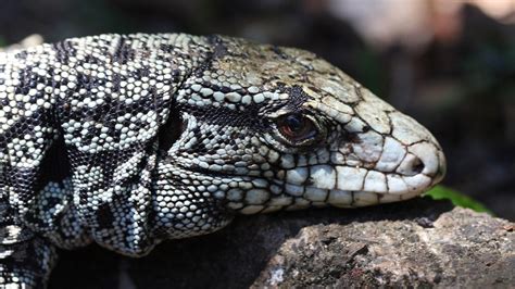 Georgia faces invasive 4-foot lizard species, Argentine black and white ...