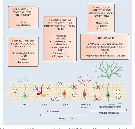 Figure From Adult Hippocampal Neurogenesis In Alzheimer S Disease An