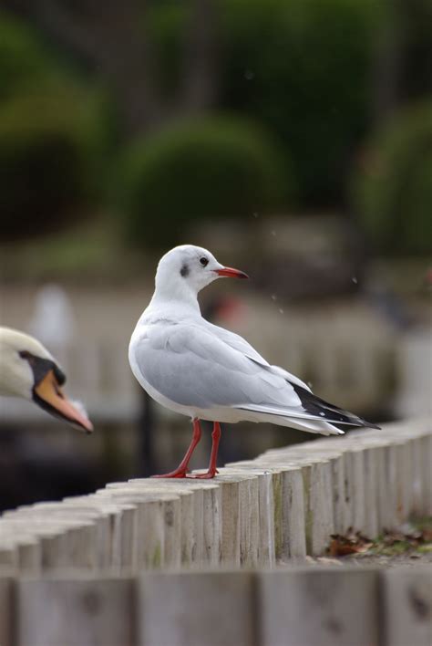 kamome | Animals, Bird