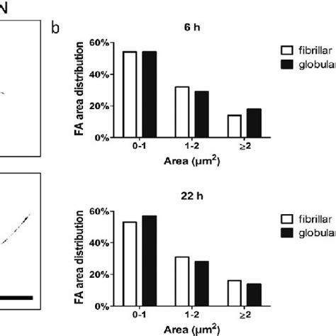 Characterisation of focal adhesions of human fibroblasts.... | Download ... 