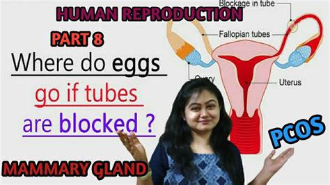 Mammary Gland Female Reproductive Disorder Human Reproduction Class 12