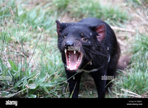 Feroce Diavolo Della Tasmania Immagini E Fotografie Stock Ad Alta Risoluzione Alamy