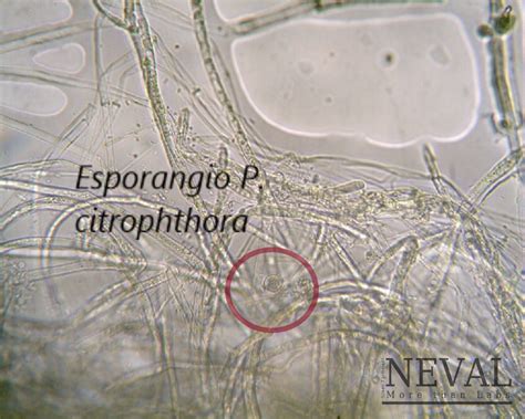 Phytophthora Citrophthora