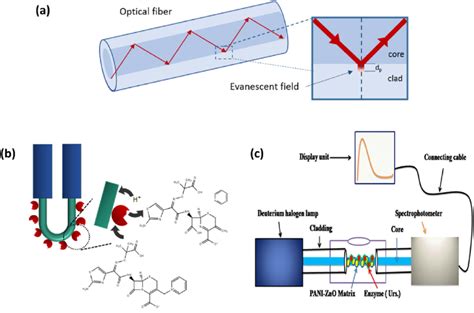 (a) Schematic representation of evanescent field in an optical fiber ...