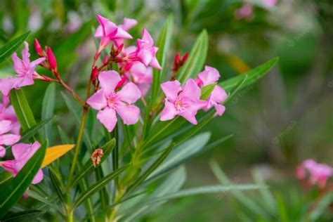 Arbustos Perennes De R Pido Crecimiento Plantateca