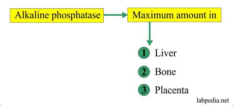 Alkaline Phosphatase Level ALP Labpedia Net