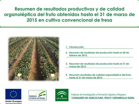 Avance De Resultados Productivos Y De Calidad Del Fruto De Fresa En