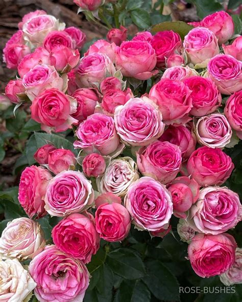 Розы, которые сведут вас с ума! | Ксения Rosebushes | Дзен