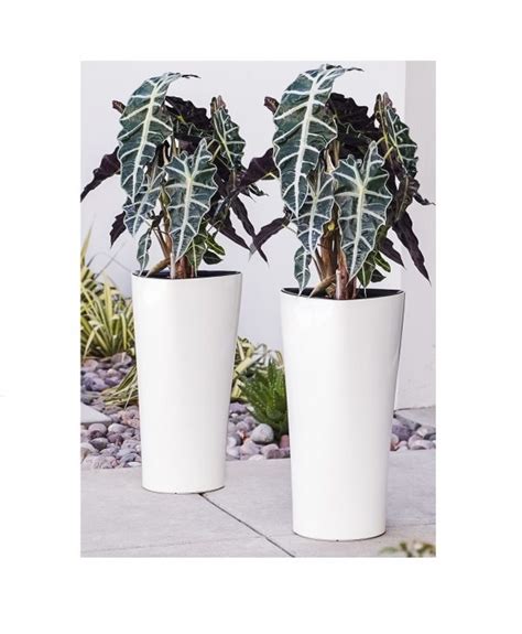 Nested Plastic Self Watering Triangle Planter Pot Pl Wt Xbrand