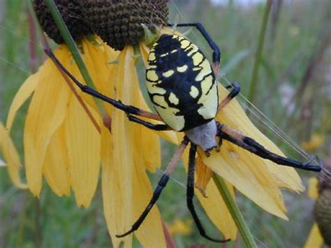 Types Of Common Garden Spiders Fasci Garden