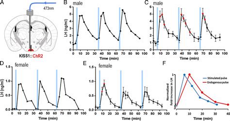 Definition Of The Hypothalamic GnRH Pulse Generator In Mice PNAS