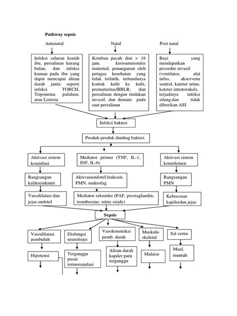 Pathway Syok Sepsis Patofisiologi Sepsis In All Patients With Sepsis Urine Output Uop A