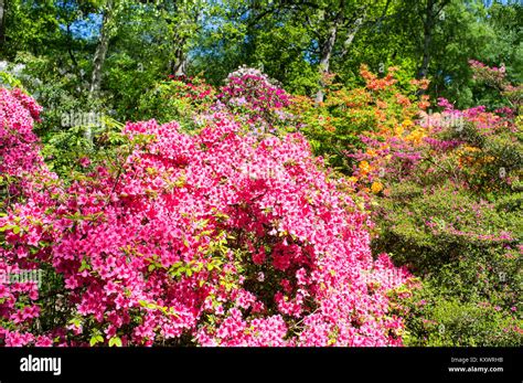 Los Rododendros Y Azaleas En Bosques Y Jardines Fotograf A De Stock Alamy