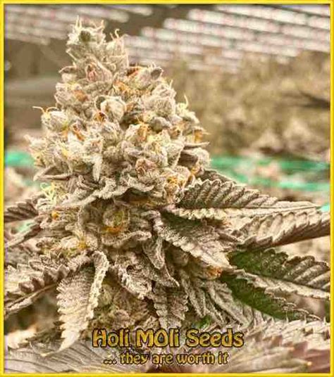 Afghan Hash Plant Regular Seeds Growing Afghan Hash Plant Strain