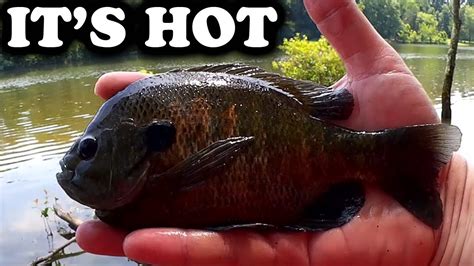 How To Catch Big Bluegill When Its Hot Easy Bank Fishing Tips Youtube