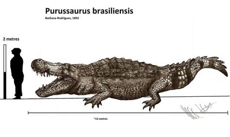 Purussaurus - Alchetron, The Free Social Encyclopedia