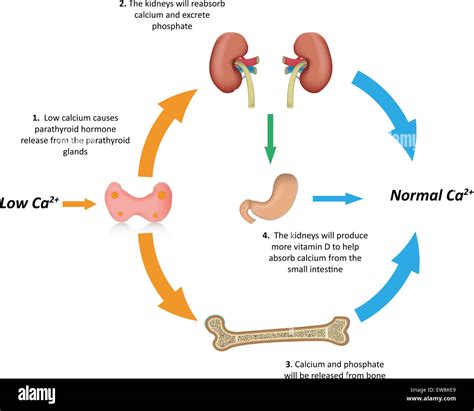 Calcium Homeostasis Physiology Stock Photo - Alamy