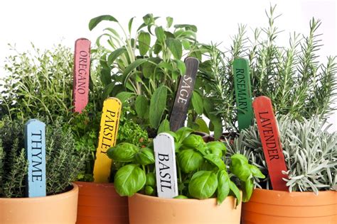 How To Grow An Herb Garden Custom Home Group