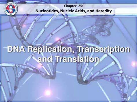 Ppt Dna Replication Transcription And Translation Powerpoint Presentation Id2721535