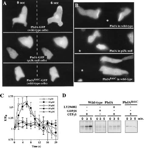 Figure 4 From Role Of Phosphatidylinositol 3 Kinase And A Downstream