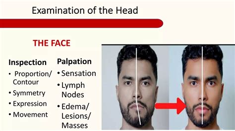 HEAD AND NECK ASSESSMENT For 1 1 Pdf