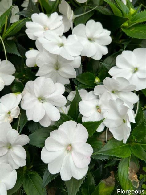 Impatiens Flower Meaning and Symbolism Unveiled | Florgeous