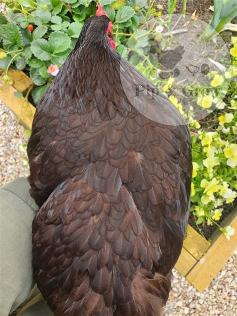 Chocolate Bantam Orpington Fertile Egg Each Pip Grow