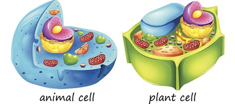 Differences between animal cells and plant cells - Online Science Notes