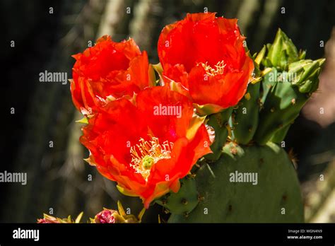 Desert Botanical Garden Cactus Flowers Stock Photo - Alamy