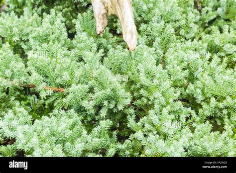 Minimal garden with green plant, stock photo Stock Photo - Alamy