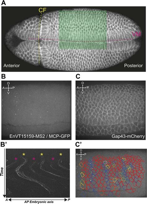 Tracking Parasegmental Boundaries In Live Drosophila Embryos A