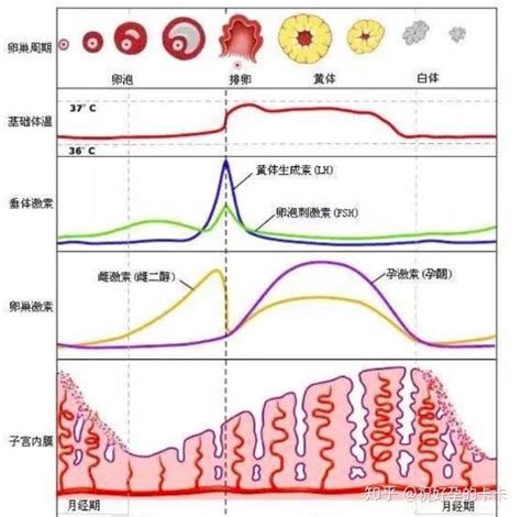 这样“操作”中奖概率最高！同房后这样验孕hcg才对！ 知乎