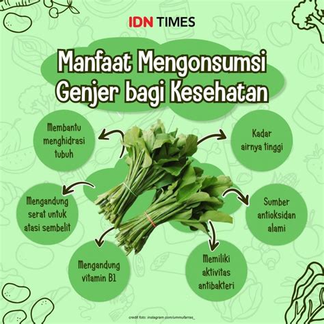 Gizilokal 6 Manfaat Sayur Genjer Bagi Kesehatan