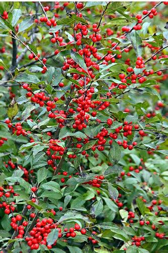 How to Grow Winterberry Holly - Gardening Channel