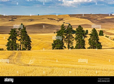 Palouse wheat fields hi-res stock photography and images - Alamy